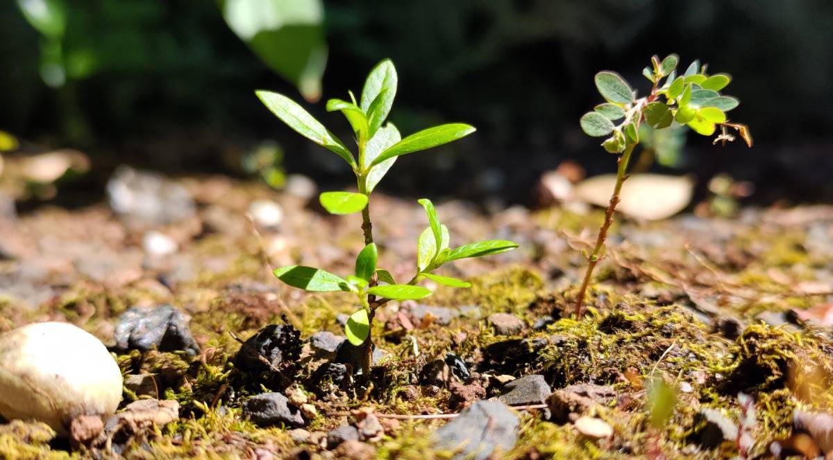 Top 10 Recettes de Désherbants Naturels : Dites Adieu aux Mauvaises Herbes ! 🌿💚